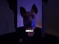 Skin Walker Dog HAUNTED His Owner (@qjbeast45)