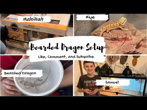 New Bearded Dragon Set Up | Baby Bearded Dragon #pets #beardeddragon