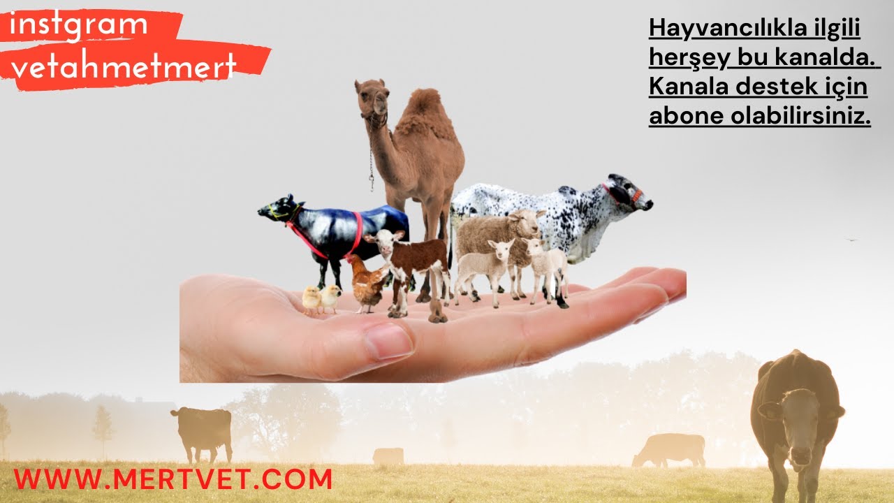 KOYUNLARDA CİĞER ENFEKSİYONU TEDAVİSİNE GİTTİK @HayvanclkveDogaTV2020