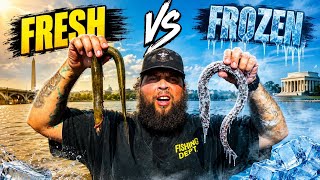 Fresh Vs Frozen Bait: Which Catches MORE Fish??