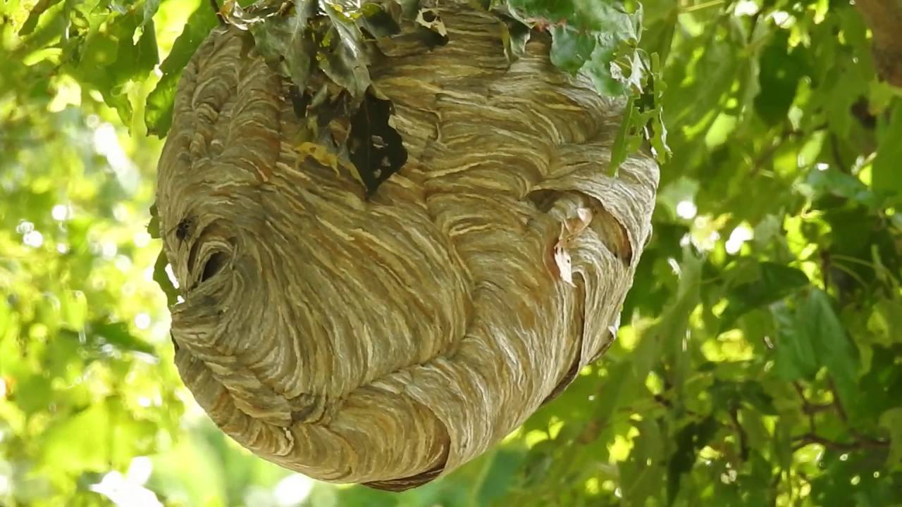 Hive in a Tree YouTube