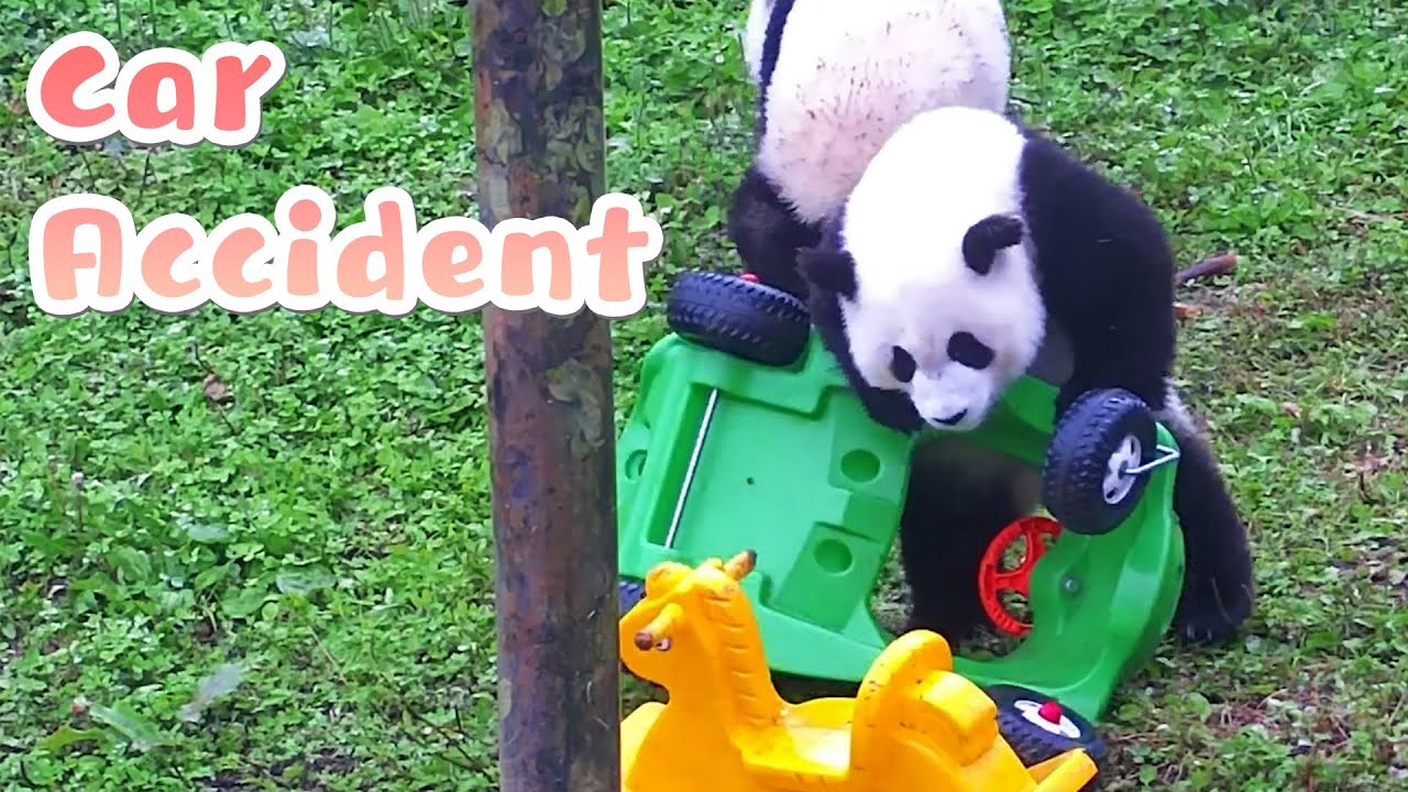 A Hilarious Car Accident Happened On Pandas' Way Home iPanda YouTube