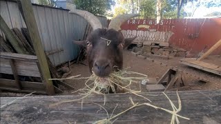 Tomball, Texas | Driving & Walking Tour: "AREN'T GOATS, LIKE, ASSHOLES?" [4K]