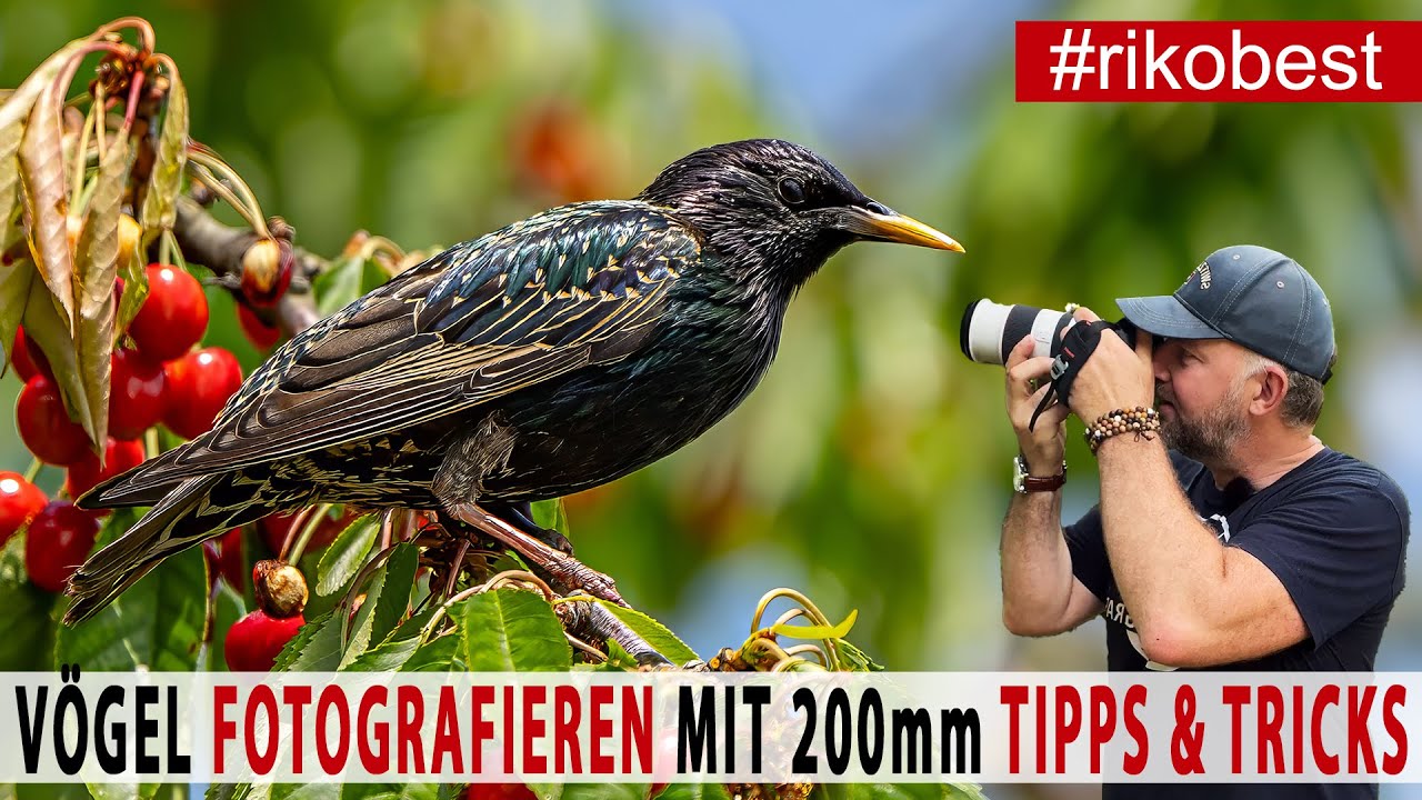 Vögel fotografieren Tipps &Tricks bei nur 200mm Brennweite für dennoch gestochen scharfe Fotos