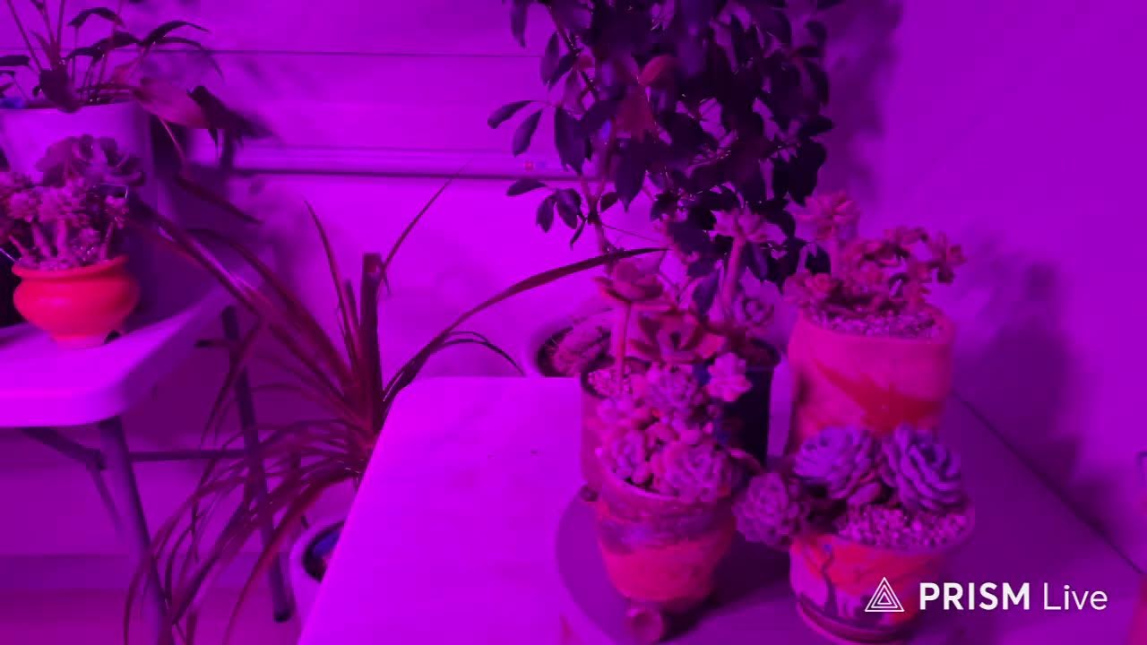 진짜다육 라이지브 방송