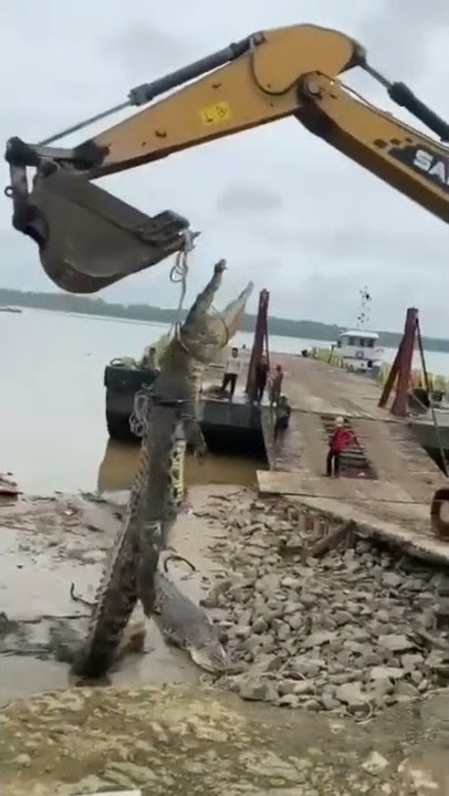 Besar Betul 😱..Bujang Senang Sarawak