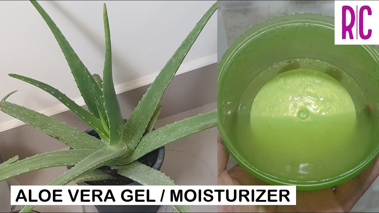 DIY ALOE VERA GEL / MOISTURIZER (for skin and hair) Recel Creates