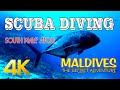 Scuba Diving In Maldives South Male Atoll Relaxing Music With Coral Reefs Colorful Sea Life In 4K Scuba Diving In Maldives South Male Atoll Relaxing Music With Coral Reefs Colorful Sea Life In 4K