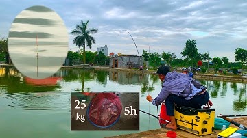 Câu cá Rô Phi Chia Sẻ Mồi Câu Cá Rô Và Cách Câu Cách Xả Bắt Nhịp Trong Câu Đài