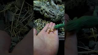 Emerald swift feeding