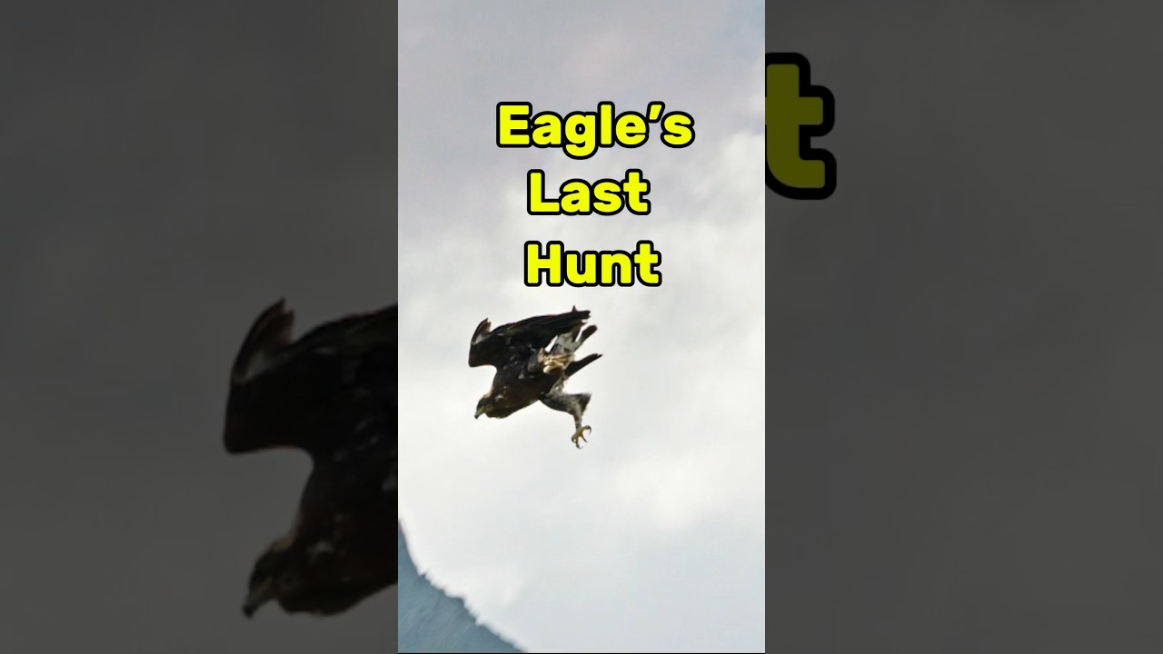Golden Eagle’s Last Hunt 🦅 Drops Ibex from the Mountains 🏔️