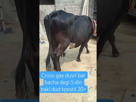 Top Quvaltii Croos Gay For Sel 8168700422 