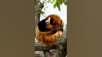 Red panda use his tail as pillow. #redpanda #pandalife #animals #cute #trending