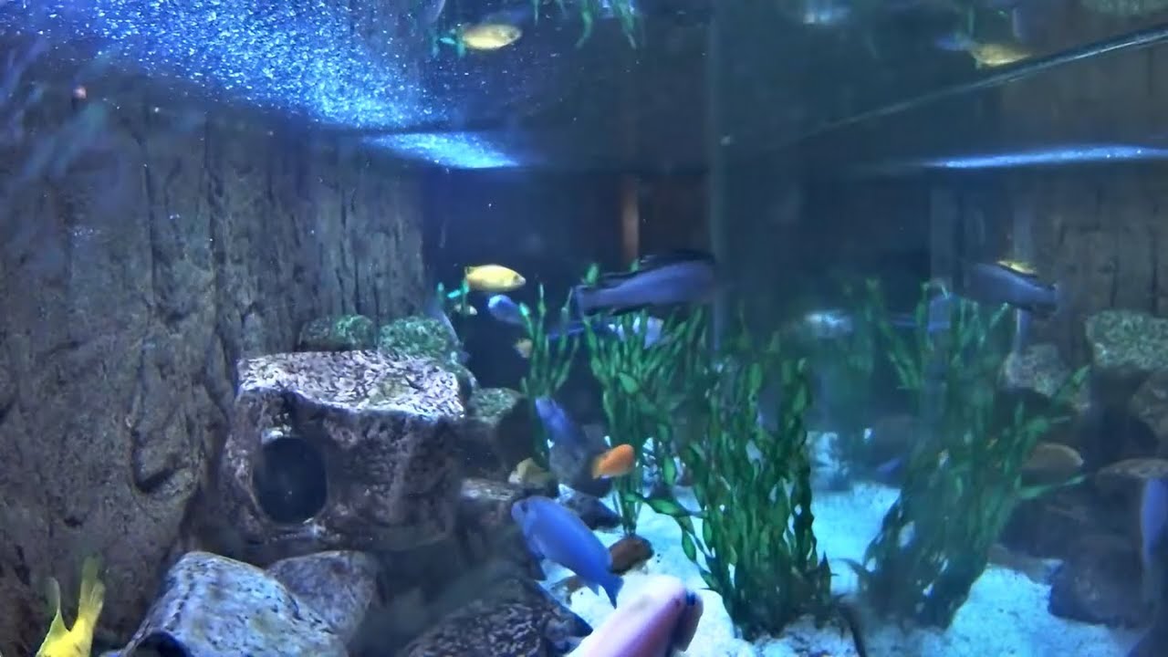 Live Aquarium Cam – Cichlid Fish Tank (Daily Live Stream)