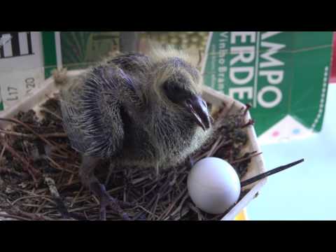 Vídeo: Por Que Os Pombos Voam Para A Varanda