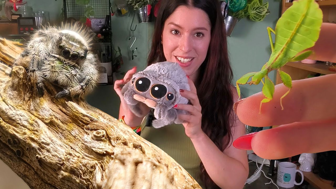 UNA SALTARINA Y OTROS GRANDES DEL CAMUFLAJE 🍂 | daden Reptilera