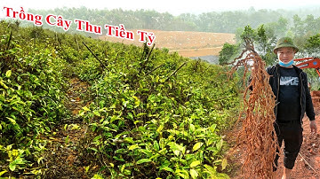 Cây Ba Kích Tím| Cây Tiền Tỷ, Cây Thoát Nghèo Đông Y Nghi Anh