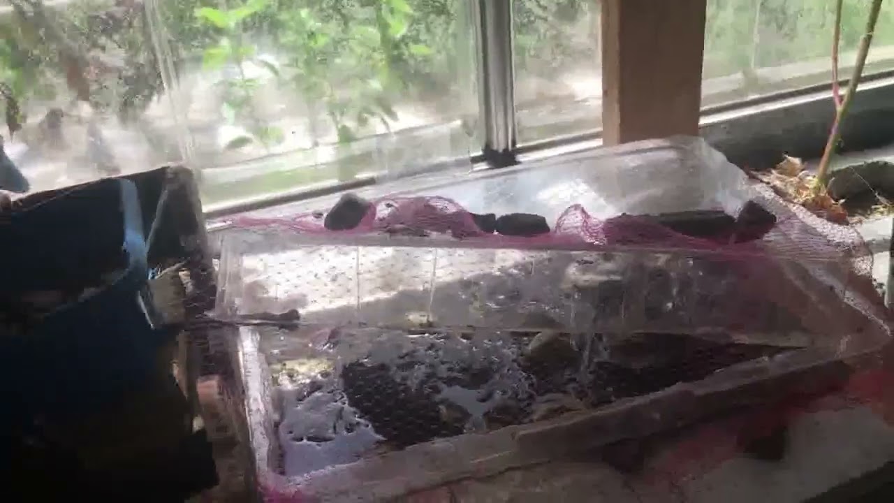 periwinkles have stopped trying to escape YouTube