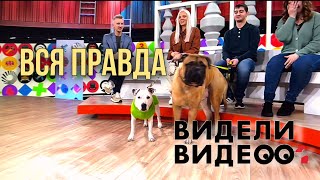 ГЛУХАЯ СОБАКА ТЭФФИ И ТОР НА ПЕРЕДАЧЕ ВИДЕЛИ ВИДЕО | КАК ВСЁ ПРОИСХОДИТ ЗА КАДРОМ | ВСЯ ПРАВДА