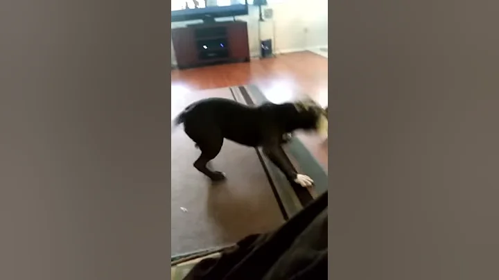 My dogs fighting with my uncle