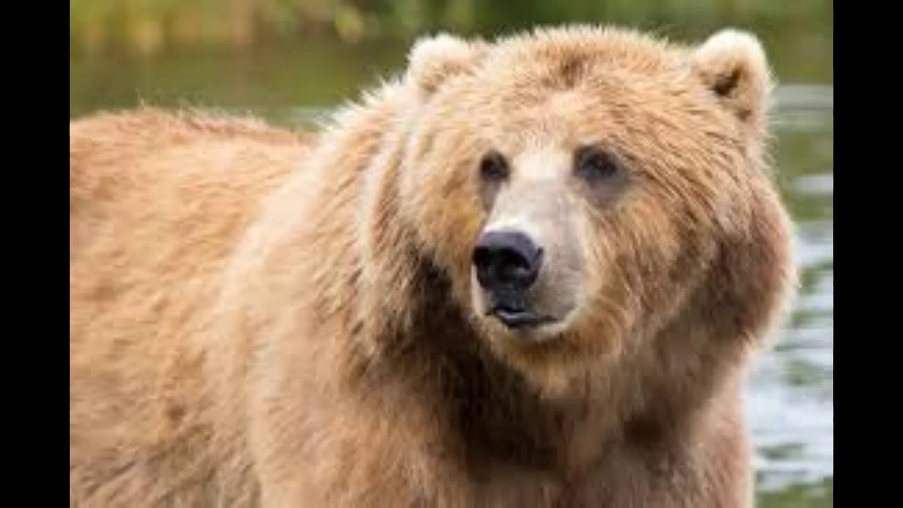 Cute bear photos - YouTube