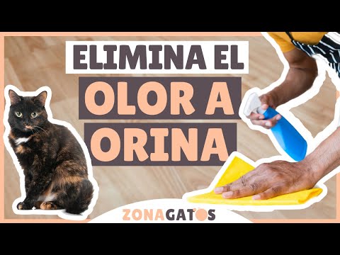 Video: Cómo Quitar El Olor A Orina De Gato De Tus Zapatos