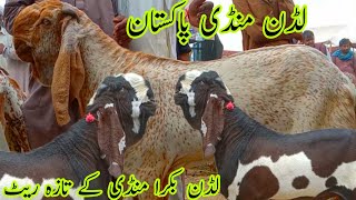 ludan Mandi Pakistan لڈن بکرا منڈی کے تازہ ریٹ بکریاں اور بکروں کا ریٹ چیک کریں  Bakra Mandi hasilpu