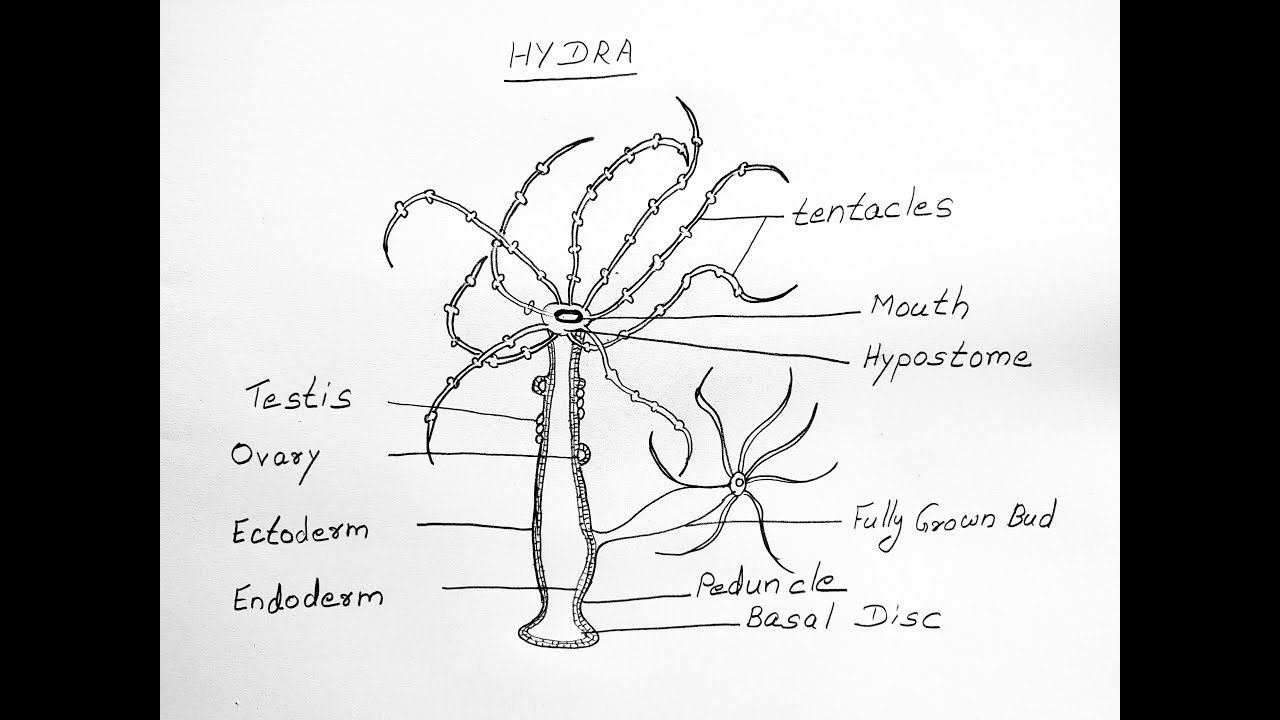 Hydra Life-cycle | Zoología, Biología, Animales