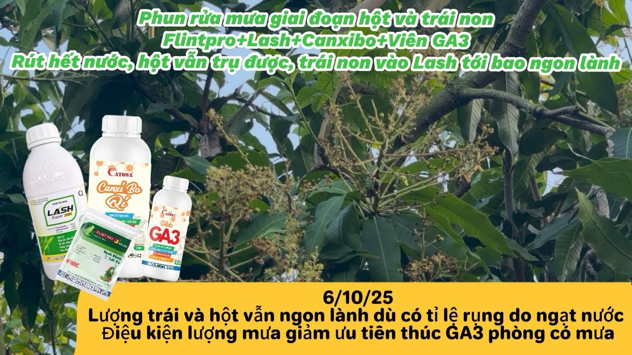 Vlog vườn xoài 15 năm: Rút nước kịp hột vẫn trụ ngon, những dòng thuốc phun trái non đẹp tới bao.