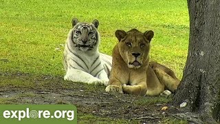 In Loving Memory of Zabu the White Tiger