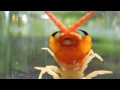 Centipede swimming 泳ぐムカデ 百足 mukade No3 昆虫図鑑