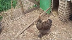 Nouvelle de l'élevage + bonne nouvelle