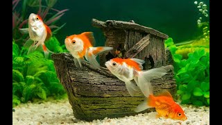 1 Hour of Beautiful Coral Reef Fish, Relaxing Ocean Fish, \& Stunning Aquarium Relax Music