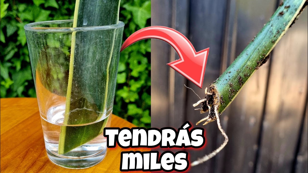 Haz esto y tendrás MILES DE Estas PLANTAS en CASA! Reproducir Sansevieria en Agua o por Hojas