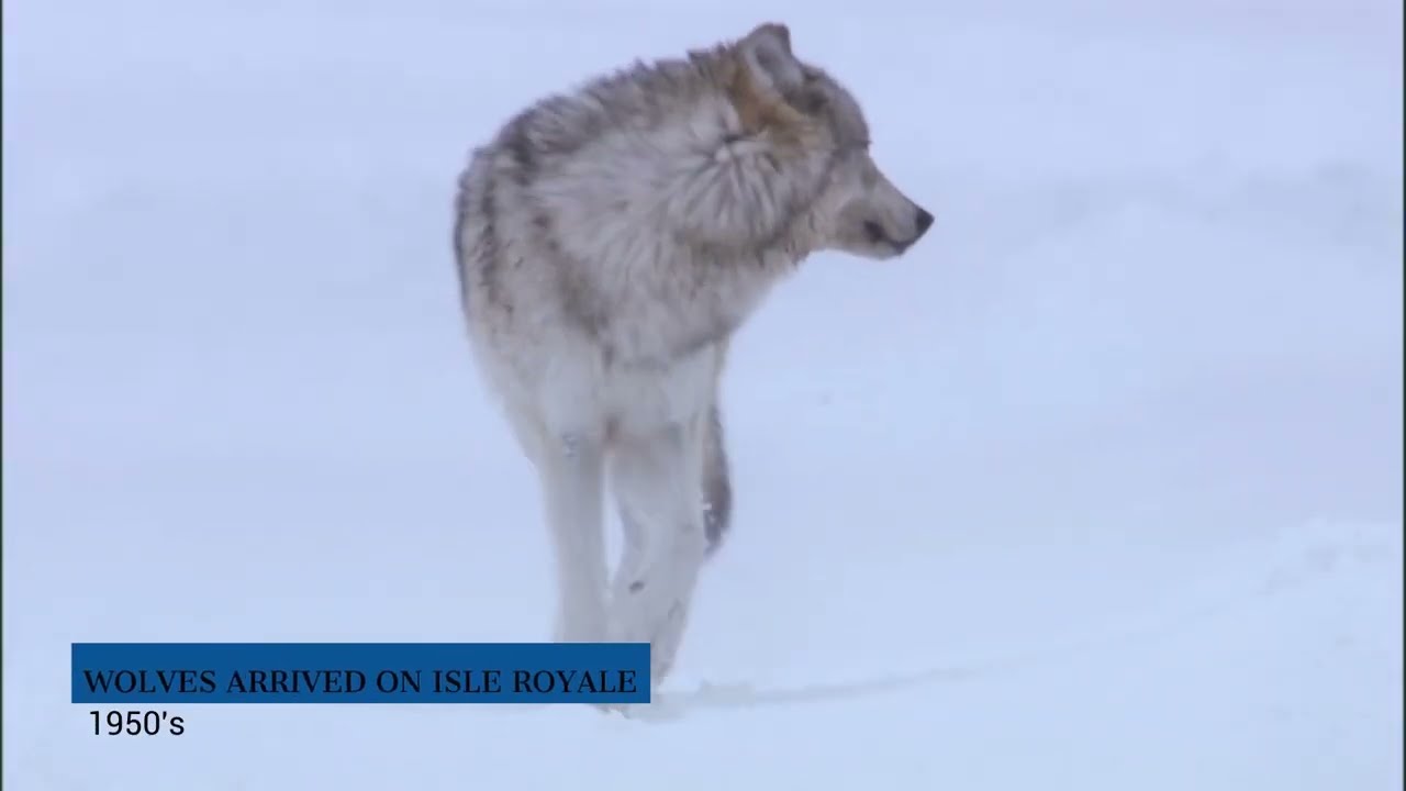 The Wolves & Moose of Isle Royale