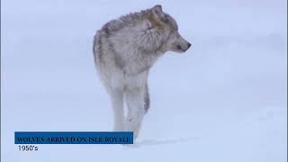 The Wolves & Moose of Isle Royale