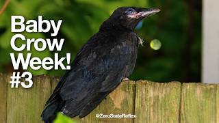 Baby Crow Week #3: Baby Crows Can Hear Their Mom