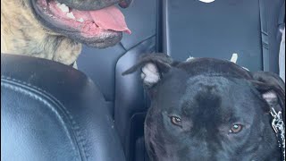 PETSMART CUT MY DOG’S NAILS?