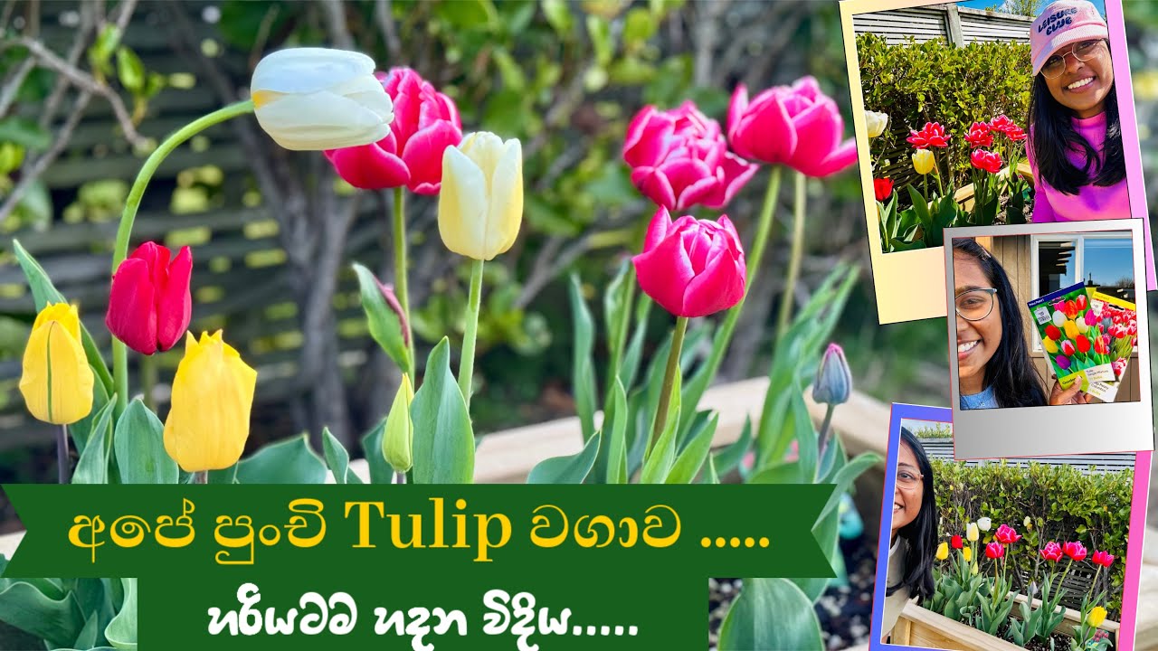 අපේ පුංචි Tulip වගාව | අපේ පුතාගේ උදව් | හිත පිනවන මල් | New Zealand |Family Vlog | Sinhala Vlog. 