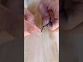 Blunt nail vs sharp nail wood test #shorts #woodworking #diy