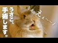 うさぎの避妊手術どうするか...1年悩んだ結果No.161