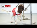 Coronavirus: Dogs trained to sniff out COVID-19