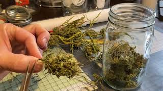 Breaking Buds How To