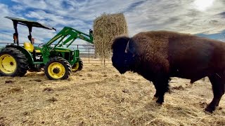 Big Joe Won't Waste His Hay Anymore!