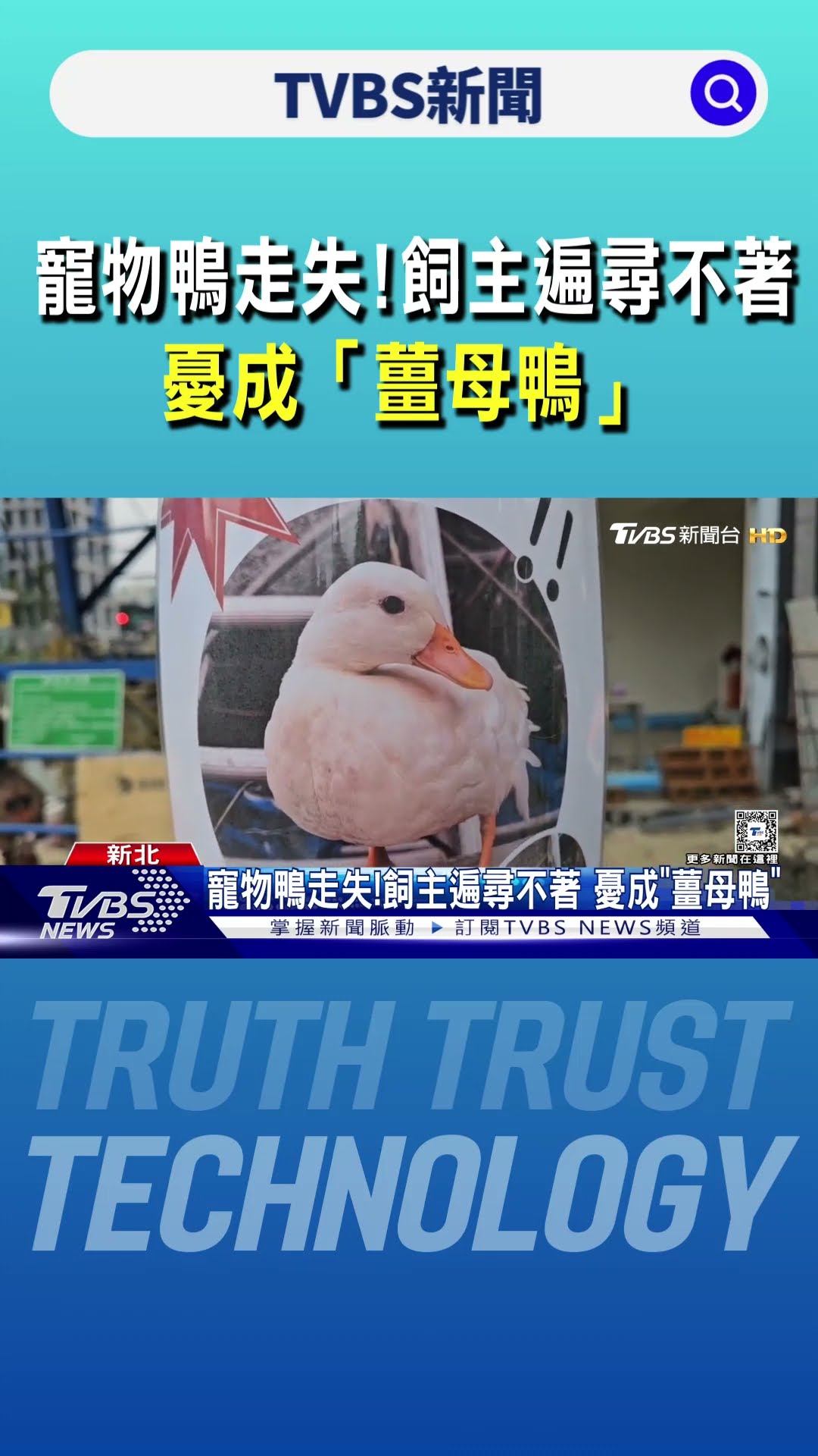 寵物鴨走失! 飼主遍尋不著 憂成「薑母鴨」｜TVBS新聞 @TVBSNEWS01
