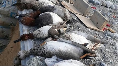 Duck hunting in chitral.#hunting #pakistan #hunters #duck #duckhunting #birds