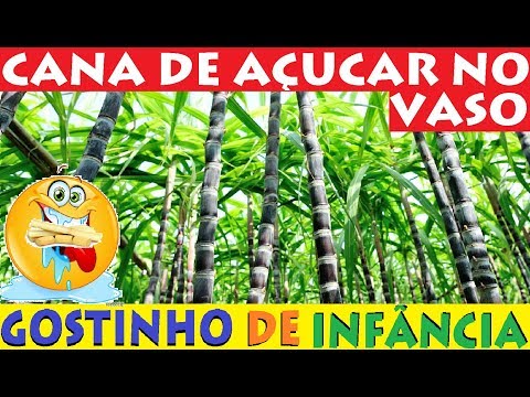 Vídeo: Você pode cultivar cana-de-açúcar em vasos - como cultivar cana-de-açúcar em vasos