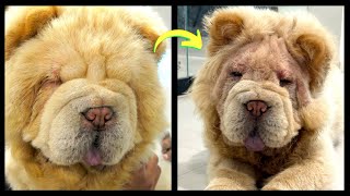 Restoring Sight in Chow Chows: Addressing Facial Folds and Eye Issues  Episode 43