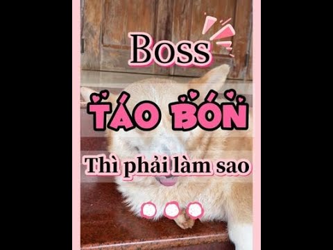 Video: 10 cách để giữ cho con mèo của bạn hạnh phúc