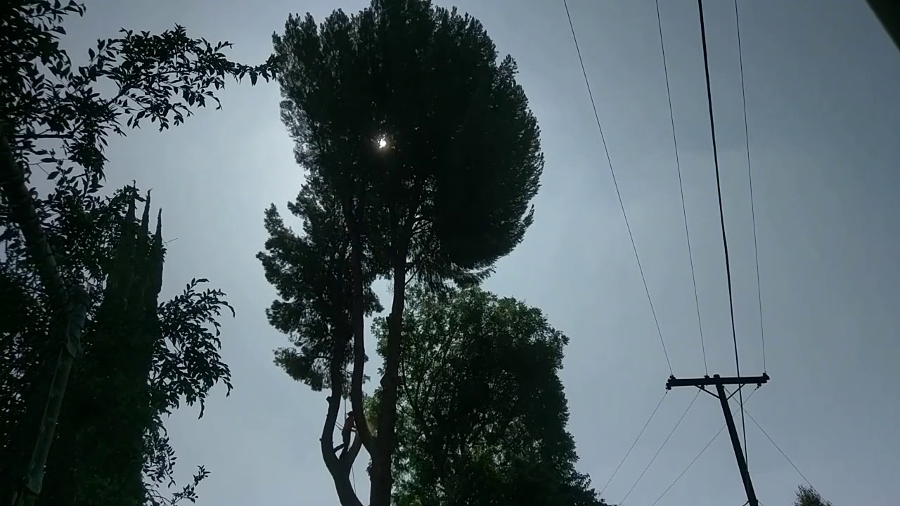 Tree coming down Pine Christmas tree 1983 planting - YouTube